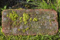 Bryophyta - Croissance de mousse verte et de lichen sur la surface d'un pavé en brique rouge intégré dans la pelouse en été.