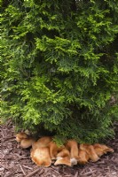 Champignon à branchies de couleur beige doux poussant sous Thuja occidentalis 'Smaragd' - Cèdre dans un parterre de paillis en été.