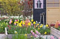 Parterres de fleurs surélevés de tulipes et de jonquilles et abri de jardin avec outils.