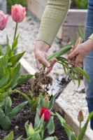 Planter des perce-neige dans un parterre de fleurs au printemps.
