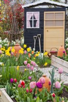Parterres de fleurs surélevés de tulipes et de jonquilles et abri de jardin avec outils.