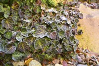 Lierre rampant, Hedera helix, feuilles couvertes de givre dans le jardin d'hiver. Décembre.