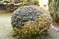 Boule topiaire givrée de deux types d'Euonymus fortunei dans le jardin d'hiver. Décembre.