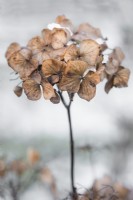 Tête de fleur d'hortensia séchée unique en hiver