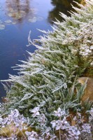 Étang gelé au four Juniperus horizontalis givré dans le jardin d'hiver. Décembre