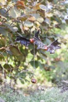 Conker et chauves-souris à feuilles d'érable avec conker et araignée de saule suspendues à Hazel