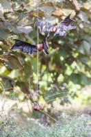 Conker et chauves-souris à feuilles d'érable avec conker et araignée de saule suspendues à Hazel