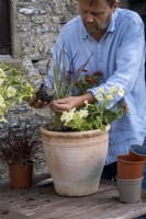 Plantation d'un pot de fin d'été avec des pétunias, Imperata cylindrica 'Red Baron' et Zinnia. Extraire les racines des plantes en pot.