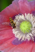 Papaver somniferum, pavot à opium avec marmelade Syrphe, Episyrphus balteatus
