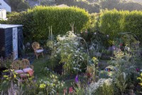 Vue sur les parterres de fleurs du jardin du cottage au début de l'été, avec des lupins, des delphiniums, des Ammi majus, des coquelicots et de la grande camomille. De hautes haies à l'arrière pour s'abriter