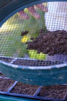 Semer les graines dans un bac à graines à la fin de l'été, en recouvrant les graines semées de compost tamisé