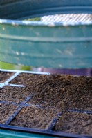 Semer les graines dans un bac à graines à la fin de l'été, en recouvrant les graines semées de compost tamisé
