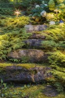 Marches en pierre éclairées recouvertes de Bryophyta - mousse verte et bordées d'arbustes Microbiota decussata dans le jardin au crépuscule en été.