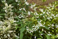 Euphorbia graminea 'Glamour' avec Euonymus japonicus 'White Spire'