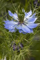 Nigella damascena auto-ensemencée, Love In A Mist