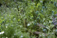 Petite clôture en bois avec Orlayagrandiflora, nigelle auto-ensemencée, Cerinthe major 'Purpurascens' et myosotis.