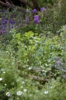 Petite clôture en bois avec Orlaya grandiflora, nigelle auto-ensemencée, Cerinthe major 'Purpurascens' et myosotis.