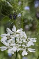 Orlaya grandiflora et nigelle auto-ensemencée.