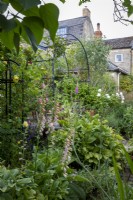 Les feuilles du lilas violet ancien encadrent cette vue de l’arche principale du jardin. Au premier plan se trouvent Digitalis 'Sutton's Apricot', avec Rosa 'The Pilgrim' sur un obélisque et Rosa Desdemona au-delà.