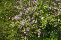 Syringa microphylla 'Superb', avril