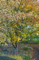 Vue sur Parrotia persica dans un jardin boisé de chalet informel en automne - novembre