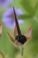 Geranium bohemicum 'Orchid Blue' Tête de graines de Cranesbill de Bohême Juillet