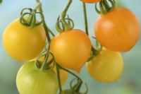 Solanum lycopersicum 'Tumbling Tom Yellow' Tomate cerise Syn. Lycopersicon esculentum août