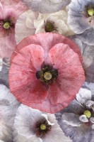 Papaver rhoeas Pavot 'Amazing Grey' Couleur et forme variables Capitules cueillis avec des fleurs rouges et blanches que quelques plantes ont produites en juillet