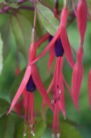 Fuchsia magellanica Gouttes d'oreilles pour dame Août