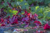 Feuilles tombées d'Euonymus alatus en automne - novembre