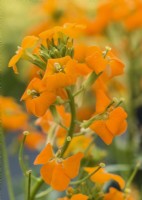 Erysimum hybrida Sunstrong Orange Imp., été juin