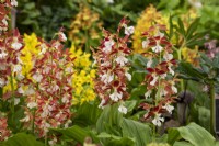 Calanthe hybrides décolorés - Jacques Amand International Ltd - RHS Chelsea Flower Show 2023