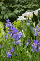 Iris siberica 'Silver Edge' et Zantedeschia 'Crowborough' - Myeloma UK - Un jardin qui vaut la peine d'être vécu - Designer Chris Beardshaw - RHS Chelsea Flower Show 2023