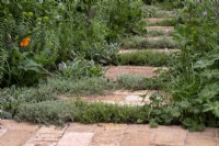 Thym utilisé comme plantation intercalaire dans un chemin en brique du jardin Est de Sadler's Wells, conçu par Alexa Ryan-Mills - All About Plants Gardens - RHS Chelsea Flower Show 2023