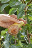 Monilinia fructicola - cueillette d'une perle atteinte de pourriture brune de l'arbre.