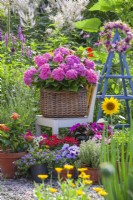 Pots avec Hortensia, Verveine, Lantana, Impatiens, Surfinia, tournesol et herbes exposés sur un patio en gravier.