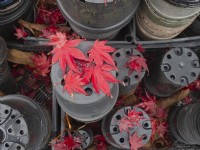 Acer palmatum feuilles tombées sur des pots de fleurs en plastique Automne Novembre