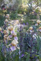 Iris 'Benton Olive' et Atriplex hortensis var. rubra sur le jardin Nurture Landscapes conçu par Sarah Price - RHS Chelsea Flower Show 2023