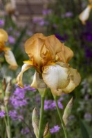Iris 'Benton Susan' sur le jardin Nurture Landscapes - designer Sarah Price - RHS Chelsea Flower Show 2023