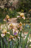 Iris 'Benton Olive' sur le jardin Nurture Landscapes - designer Sarah Price - RHS Chelsea Flower Show 2023