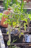 Des plants de tomates, une étiquette écrite à la main et une truelle.
