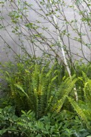 Polygonatum stenanthum, Betula utilis var. jacquemontii 'Doorenbos' et fougères sur le jardin des dauphins RBC Brewin conçu par Paul Hervey-Brookes - RHS Chelsea Flower Show 2023