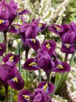 Iris reticulata Purple Hill, printemps mars