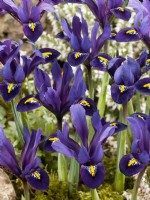 Iris reticulata Blue Hill, printemps mars