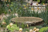 Bol d'eau fixe, constitué d'agrégats de déchets, entouré d'iris barbus dans un jardin sec