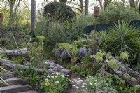 La nature reprend possession d'un jardin, plantant une souche de bouleau argenté dans un jardin en ruine. Angelica archangelica, Yucca elephantipes, Saxifraga x urbium, Orlaya grandiflora et Ammi majus
