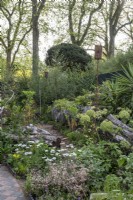 La nature reprend possession d'un jardin, plantant une souche de bouleau argenté dans un jardin en ruine. Angelica archangelica, Yucca elephantipes, Saxifraga x urbium, Orlaya grandiflora et Ammi majus
