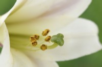 Lilium formosanum var. pricei Lys nain de Formose Espèce lis Juillet