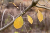 Cotinus 'Flame' - feuilles d'arbre à fumée en automne