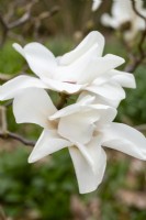 Magnolia 'Léda'